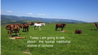 Today I am going to talk
about the typical traditional
animal of romania
 