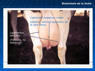 Biosíntesis de la leche
Ligamento suspensor medio
(elástico, permite expansión de
la ubre llena)
Ligamentos
laterales
(Fibrosos, no
elásticos)
 