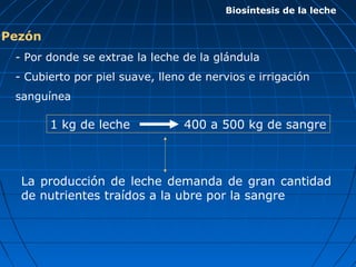 Pezón
- Por donde se extrae la leche de la glándula
- Cubierto por piel suave, lleno de nervios e irrigación
sanguínea
Biosíntesis de la leche
1 kg de leche 400 a 500 kg de sangre
La producción de leche demanda de gran cantidad
de nutrientes traídos a la ubre por la sangre
 