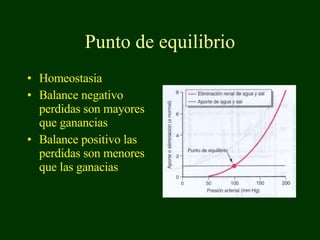Punto de equilibrio Homeostasia Balance negativo perdidas son mayores que ganancias Balance positivo las perdidas son menores que las ganacias 