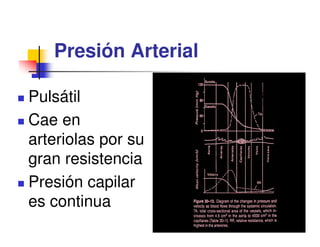 Presión Arterial

Pulsátil
Cae en
arteriolas por su
gran resistencia
Presión capilar
es continua
 