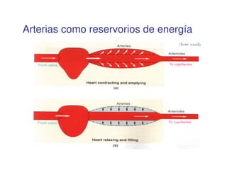 Arterias como reservorios de energía
 