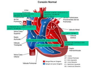 LA SANGRE SALE CON UNA
PRESIÓN DE 40 MM HG

PRESION AORTICA DURANTE LA
DIASTOLE 80 MM HG
(POSTCARGA)

LA PRESION DE LA AORTA AUMENTA
HASTA 120 MM HG
PRECARGA 150 ML.

FRACCION DE EYECCIÓN 50-65% V.I.
FRACCIÓN RESIDUAL 35-50%

FUERZA DE CONTRACCION
120 MM.HG

 