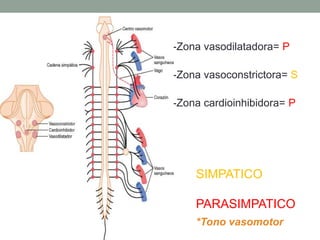 -Zona vasodilatadora= P 
-Zona vasoconstrictora= S 
-Zona cardioinhibidora= P 
SIMPATICO 
PARASIMPATICO 
*Tono vasomotor 
 