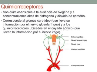 Quimiorreceptores 
• Son quimiosensibles a la ausencia de oxigeno y a 
concentraciones altas de hidrogeno y dióxido de carbono. 
• Corresponde al glomus carotideo (que lleva su 
información por el nervio glosofaríngeo) y a los 
quimiorreceptores ubicados en el cayado aórtico (que 
llevan la información por el nervio vago). 
 