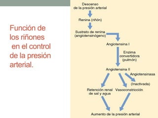 Función de 
los riñones 
en el control 
de la presión 
arterial. 
 