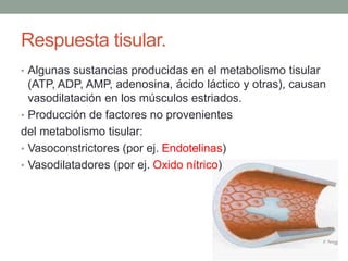 Respuesta tisular. 
• Algunas sustancias producidas en el metabolismo tisular 
(ATP, ADP, AMP, adenosina, ácido láctico y otras), causan 
vasodilatación en los músculos estriados. 
• Producción de factores no provenientes 
del metabolismo tisular: 
• Vasoconstrictores (por ej. Endotelinas) 
• Vasodilatadores (por ej. Oxido nítrico) 
 