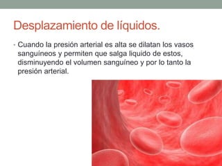 Desplazamiento de líquidos. 
• Cuando la presión arterial es alta se dilatan los vasos 
sanguíneos y permiten que salga liquido de estos, 
disminuyendo el volumen sanguíneo y por lo tanto la 
presión arterial. 
 