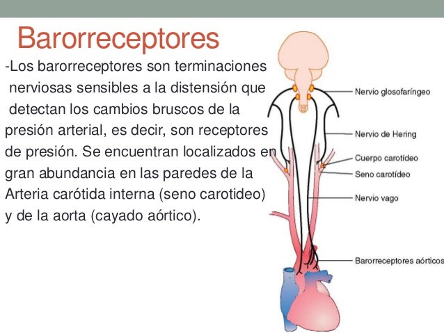 Presión arterial