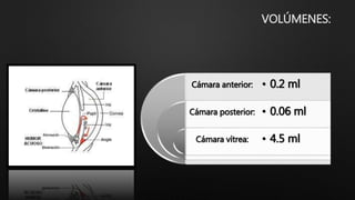 VOLÚMENES:
Cámara anterior:
Cámara posterior:
Cámara vítrea:
• 0.2 ml
• 0.06 ml
• 4.5 ml
 