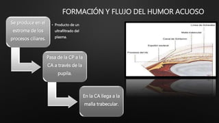 FORMACIÓN Y FLUJO DEL HUMOR ACUOSO
Se produce en el
estroma de los
procesos ciliares.
• Producto de un
ultrafiltrado del
plasma.
Pasa de la CP a la
CA a través de la
pupila.
En la CA llega a la
malla trabecular.
 