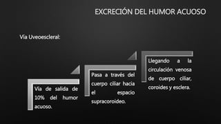 EXCRECIÓN DEL HUMOR ACUOSO
Vía de salida de
10% del humor
acuoso.
Pasa a través del
cuerpo ciliar hacia
el espacio
supracoroideo.
Llegando a la
circulación venosa
de cuerpo ciliar,
coroides y esclera.
Vía Uveoescleral:
 