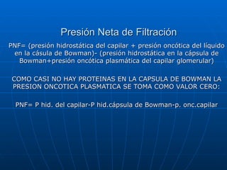 Presión Neta de Filtración
PNF= (presión hidrostática del capilar + presión oncótica del líquido
 en la cásula de Bowman)- (presión hidrostática en la cápsula de
   Bowman+presión oncótica plasmática del capilar glomerular)

 COMO CASI NO HAY PROTEINAS EN LA CAPSULA DE BOWMAN LA
 PRESION ONCOTICA PLASMATICA SE TOMA COMO VALOR CERO:

  PNF= P hid. del capilar-P hid.cápsula de Bowman-p. onc.capilar
 