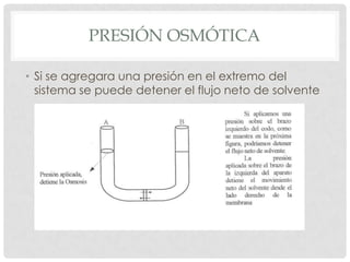 PRESIÓN OSMÓTICA
• Si se agregara una presión en el extremo del
sistema se puede detener el flujo neto de solvente

 