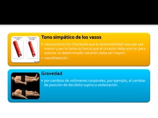 Tono simpático de los vasos
• vasoconstricción (haciendo que la distensibilidad vascular sea
menor y por lo tanto la fuerza que el corazón debe ejercer para
eyectar un determinado volumen deba ser mayor)
• vasodilatación.
Gravedad
• por cambios de volúmenes corporales, por ejemplo, al cambiar
de posición de decúbito supino a sedestación.
 