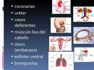 coronarias  uréter  vasos deferentes  músculo liso del cabello  útero (embarazo)  esfínter uretral  bronquiolos 
