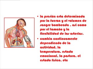 • la presión esta determinada
  por la fuerza y el volumen de
  sangre bombeada , asi como
  por el tamaño y la
  flexibilidad de las arterias.
• cambia continuamente
  dependiendo de la
  actividad, la
  temperatura, estado
  emocional, la postura, el
  estado físico, etc
 