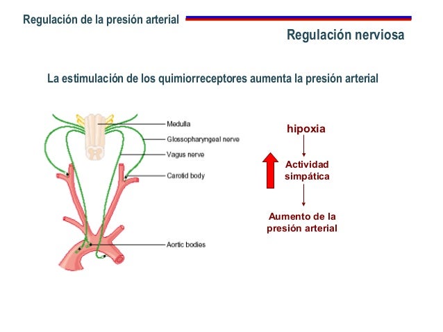 Presion arterial