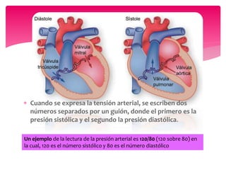 Un ejemplo de la lectura de la presión arterial es 120/80 (120 sobre 80) en
la cual, 120 es el número sistólico y 80 es el número diastólico
 Cuando se expresa la tensión arterial, se escriben dos
números separados por un guión, donde el primero es la
presión sistólica y el segundo la presión diastólica.
 
