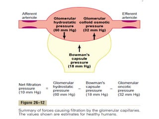 Presiones en filtración glomerular