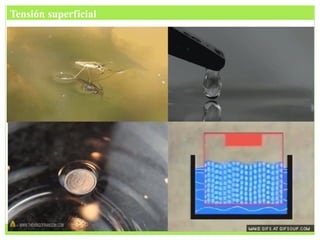 Tensión superficial
 