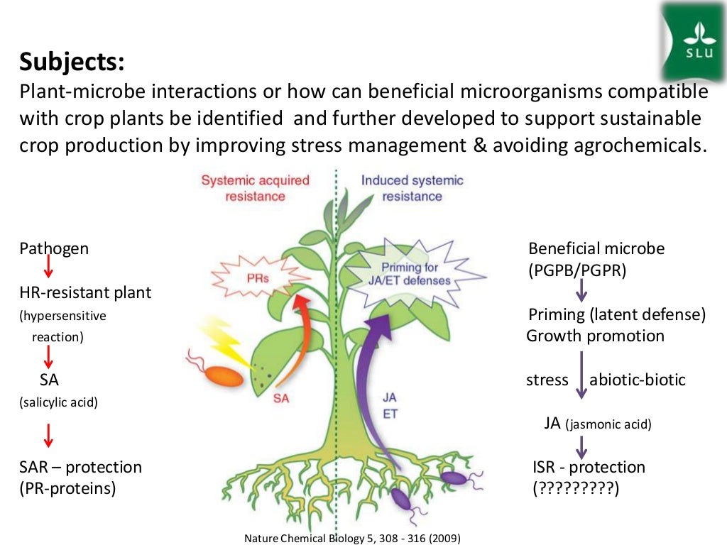 Plantmicrobe interactions exploring microbes to improve crop produ…