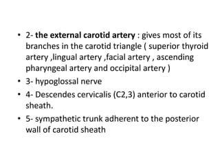 • 2- the external carotid artery : gives most of its
branches in the carotid triangle ( superior thyroid
artery ,lingual artery ,facial artery , ascending
pharyngeal artery and occipital artery )
• 3- hypoglossal nerve
• 4- Descendes cervicalis (C2,3) anterior to carotid
sheath.
• 5- sympathetic trunk adherent to the posterior
wall of carotid sheath
 