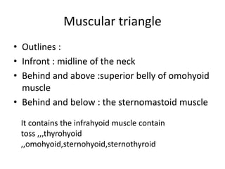 Muscular triangle
• Outlines :
• Infront : midline of the neck
• Behind and above :superior belly of omohyoid
muscle
• Behind and below : the sternomastoid muscle
It contains the infrahyoid muscle contain
toss ,,,thyrohyoid
,,omohyoid,sternohyoid,sternothyroid
 