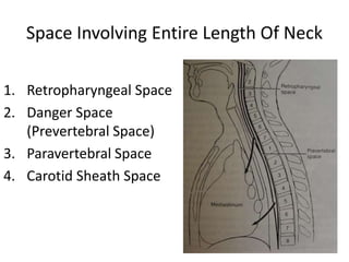 Space Involving Entire Length Of Neck
1. Retropharyngeal Space
2. Danger Space
(Prevertebral Space)
3. Paravertebral Space
4. Carotid Sheath Space
 