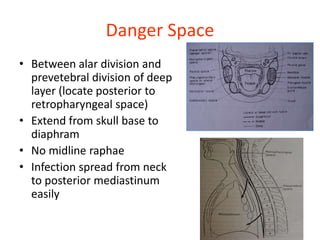 Danger Space
• Between alar division and
prevetebral division of deep
layer (locate posterior to
retropharyngeal space)
• Extend from skull base to
diaphram
• No midline raphae
• Infection spread from neck
to posterior mediastinum
easily
 