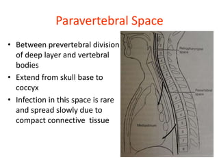 Paravertebral Space
• Between prevertebral division
of deep layer and vertebral
bodies
• Extend from skull base to
coccyx
• Infection in this space is rare
and spread slowly due to
compact connective tissue
 