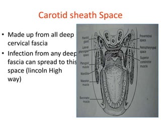 Carotid sheath Space
• Made up from all deep
cervical fascia
• Infection from any deep
fascia can spread to this
space (lincoln High
way)
 