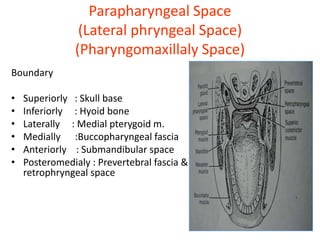 Parapharyngeal Space
(Lateral phryngeal Space)
(Pharyngomaxillaly Space)
Boundary
• Superiorly : Skull base
• Inferiorly : Hyoid bone
• Laterally : Medial pterygoid m.
• Medially :Buccopharyngeal fascia
• Anteriorly : Submandibular space
• Posteromedialy : Prevertebral fascia &
retrophryngeal space
 