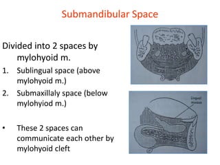 Submandibular Space
Divided into 2 spaces by
mylohyoid m.
1. Sublingual space (above
mylohyoid m.)
2. Submaxillaly space (below
mylohyiod m.)
• These 2 spaces can
communicate each other by
mylohyoid cleft
 