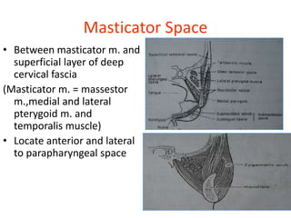 Masticator Space
• Between masticator m. and
superficial layer of deep
cervical fascia
(Masticator m. = massestor
m.,medial and lateral
pterygoid m. and
temporalis muscle)
• Locate anterior and lateral
to parapharyngeal space
 