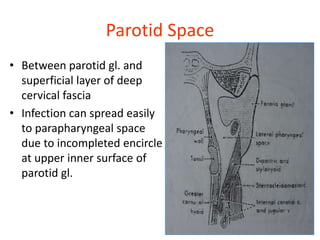 Parotid Space
• Between parotid gl. and
superficial layer of deep
cervical fascia
• Infection can spread easily
to parapharyngeal space
due to incompleted encircle
at upper inner surface of
parotid gl.
 