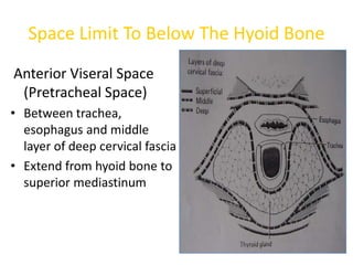 Space Limit To Below The Hyoid Bone
Anterior Viseral Space
(Pretracheal Space)
• Between trachea,
esophagus and middle
layer of deep cervical fascia
• Extend from hyoid bone to
superior mediastinum
 