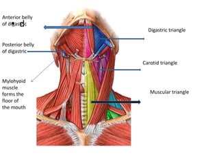 • d
Digastric triangle
Carotid triangle
Muscular triangle
Anterior belly
of digastric
Posterior belly
of digastric
Mylohyoid
muscle
forms the
floor of
the mouth
 