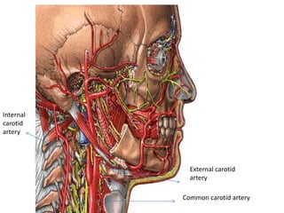 External carotid
artery
Common carotid artery
Internal
carotid
artery
 