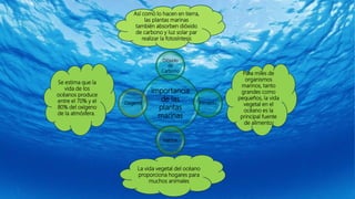 Importancia
de las
plantas
marinas
Dióxido
de
Carbono
Alimento
Hábitat
Oxigeno
Para miles de
organismos
marinos, tanto
grandes como
pequeños, la vida
vegetal en el
océano es la
principal fuente
de alimento.
La vida vegetal del océano
proporciona hogares para
muchos animales
Se estima que la
vida de los
océanos produce
entre el 70% y el
80% del oxígeno
de la atmósfera.
Así como lo hacen en tierra,
las plantas marinas
también absorben dióxido
de carbono y luz solar par
realizar la fotosíntesis
 