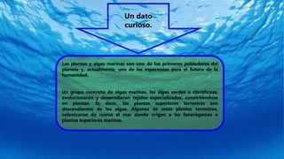 Las plantas y algas marinas son uno de los primeros pobladores del
planeta y, actualmente, una de las esperanzas para el futuro de la
humanidad.
Un grupo concreto de algas marinas, las algas verdes o clorofíceas,
evolucionaron y desarrollaron tejidos especializados, convirtiéndose
en plantas. Es decir, las plantas superiores terrestres son
descendientes de las algas. Algunas de estas plantas terrestres,
colonizaron de nuevo el mar dando origen a las fanerógamas o
plantas superiores marinas.
Un dato
curioso.
 