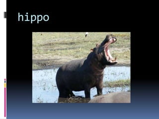 hippo
 