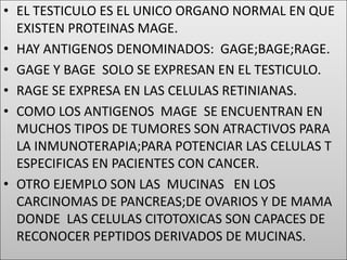 EL TESTICULO ES EL UNICO ORGANO NORMAL EN QUE EXISTEN PROTEINAS MAGE.HAY ANTIGENOS DENOMINADOS:  GAGE;BAGE;RAGE.GAGE Y BAGE  SOLO SE EXPRESAN EN EL TESTICULO.RAGE SE EXPRESA EN LAS CELULAS RETINIANAS.COMO LOS ANTIGENOS  MAGE  SE ENCUENTRAN EN MUCHOS TIPOS DE TUMORES SON ATRACTIVOS PARA LA INMUNOTERAPIA;PARA POTENCIAR LAS CELULAS T ESPECIFICAS EN PACIENTES CON CANCER.OTRO EJEMPLO SON LAS  MUCINAS   EN LOS CARCINOMAS DE PANCREAS;DE OVARIOS Y DE MAMA DONDE  LAS CELULAS CITOTOXICAS SON CAPACES DE RECONOCER PEPTIDOS DERIVADOS DE MUCINAS.