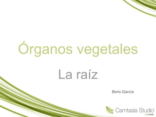 Órganos vegetales La raíz Boris García 