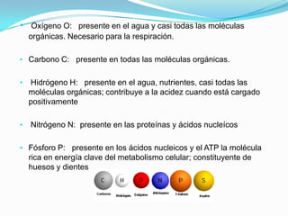 • Oxígeno O: presente en el agua y casi todas las moléculas
orgánicas. Necesario para la respiración.
• Carbono C: presente en todas las moléculas orgánicas.
• Hidrógeno H: presente en el agua, nutrientes, casi todas las
moléculas orgánicas; contribuye a la acidez cuando está cargado
positivamente
• Nitrógeno N: presente en las proteínas y ácidos nucleícos
• Fósforo P: presente en los ácidos nucleicos y el ATP la molécula
rica en energía clave del metabolismo celular; constituyente de
huesos y dientes
 