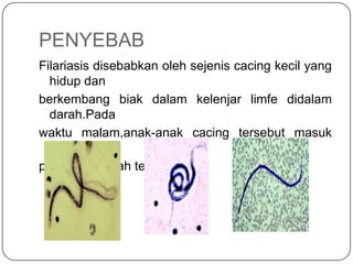 Presntasi filaria | PPT