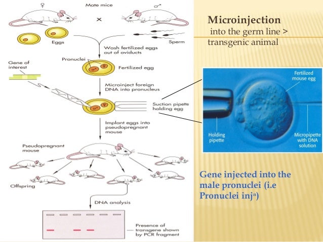 Transgenic technology