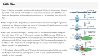 CONTD..
Next, TFIIA join the complex, stabilizing the binding of TFIID with the promoter, followed
by TFIIB. TFIIB interacts with the TBP and promoters downstream to the TATA box and
binds in a B recognition element(BRE) region adjacent to TBP(extending from -10 to +10
bp).
TFIIF along with RNA polymerase join the transcription pre initiation complex together. It
consists of two subunits, the larger one has an ATP-dependent DNA helicase activity results
melting the DNA at initiation(DNA-unwinding).
TFIIE joins the initiation complex , binding to the DNA downstream from the start point.
Two other factor, TFIIH and TFIIJ, joins the complex after TFIIE, forming. TFIIH has an
ATPase, helicases(melting of DNA , allowing polymerase movement) of both polarities and
a kinase activity(P-TEFb a kinase complex contains CDK9 kinease)that phosphorylate the
CTD tail of RNA polymerase II, leading to RNA pol-II to escape from the transcription
factors , so that it can start elongation.
 TFIIH helicase subunits (XPB and XPD) create the initial transcription bubble and melt the
DNA duplex at the start site, allowing Pol II to form an open complex(Pre-initiation
complex to Open complex). PIC
 