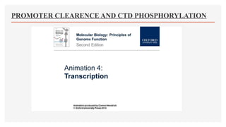 PROMOTER CLEARENCE AND CTD PHOSPHORYLATION
 