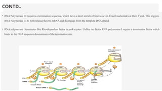 CONTD..
• RNA Polymerase III requires a termination sequence, which have a short stretch of four to seven Uracil nucleotides at their 3′ end. This triggers
RNA Polymerase III to both release the pre-mRNA and disengage from the template DNA strand.
• RNA polymerase I terminates like Rho-dependent factor in prokaryotes. Unlike rho factor RNA polymerase I require a termination factor which
binds to the DNA sequence downstream of the termination site.
 